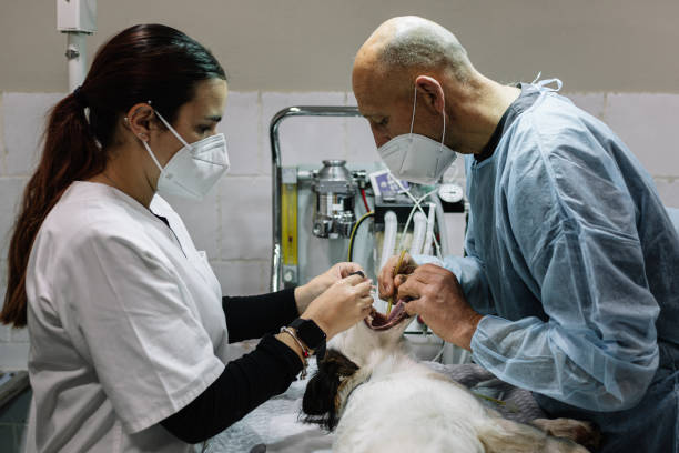 24-Hour Dental Clinic Near Me Elmore, OH